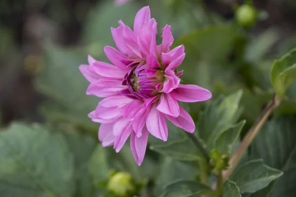 Pink dahlia in the summer garden. Pink dahlia blooming.