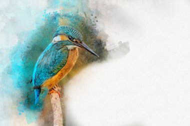 Ortak Kingfisher - suluboya ile boyalı. Kuş çizimi.