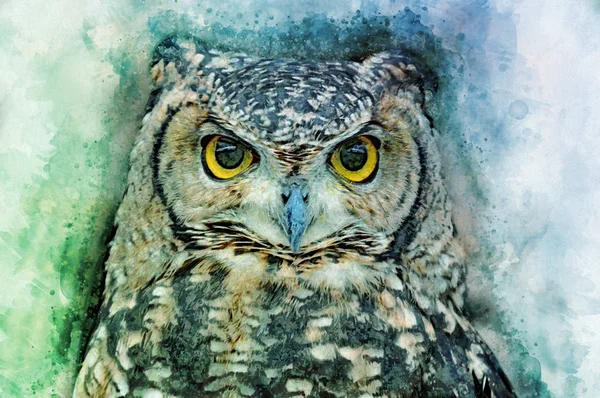 Owl head cluseup - painted with watercolor. Bird illustration.