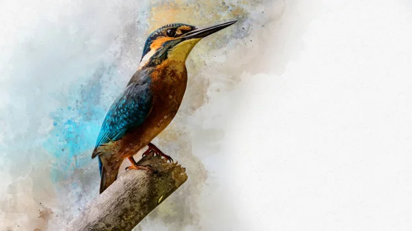 Kingfisher Comune Dipinto Con Acquerello Illustrazione Degli Uccelli — Foto Stock