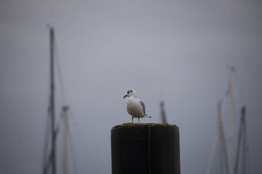 Martı veya martı, seabird alt Lari, Baltık Denizi'nin sahilde Laridae ailesinin