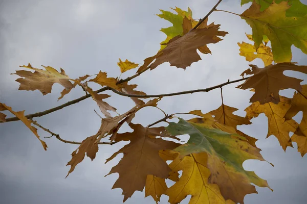 A branch of pretty fall leaves