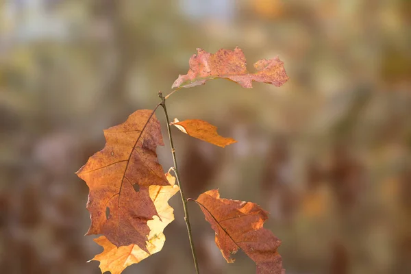 A branch of pretty fall leaves