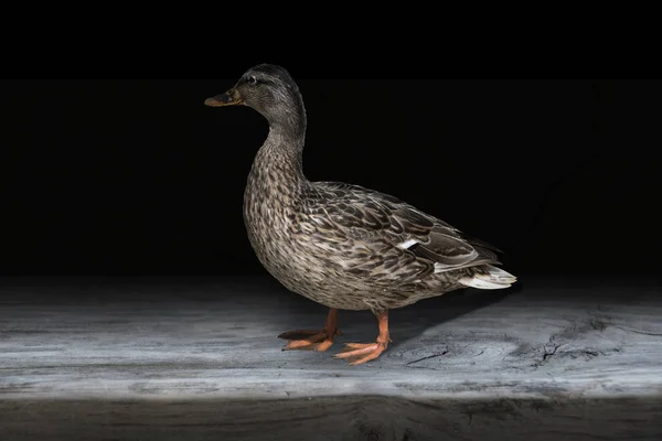 Close Beautiful Relaxing Mallard Duck — Stock Photo, Image