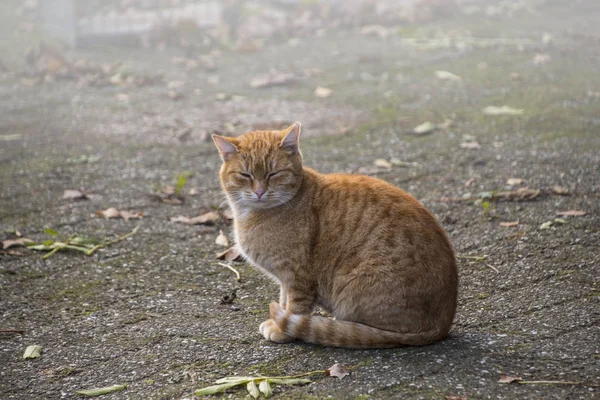 Pequeña Gatita Sentada Sola Afuera Esperando Madre — Foto de Stock