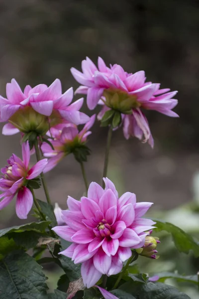 Pink dahlia in the autumn garden. Dahlias blooming in November