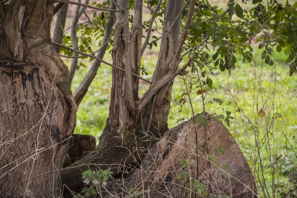 有裸露根的老树 公园里的强大的树根和树干 — 图库照片