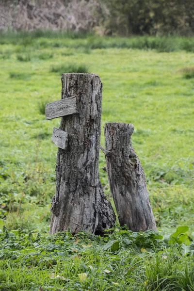 Stump Två Björkar Gräsmattan Trädgården — Stockfoto