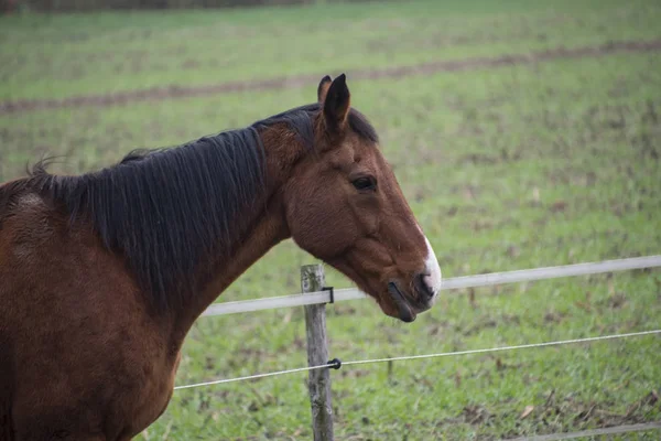 Porträtt Vacker Brun Häst Utan Sele — Stockfoto