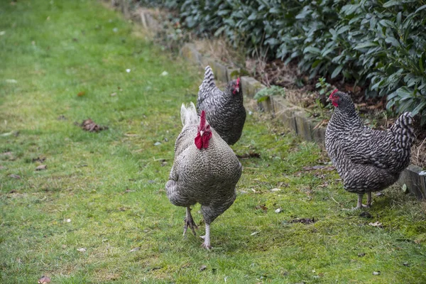 Famille Columbia Brahma Ces Poulets Sont Élevés Aux États Unis — Photo