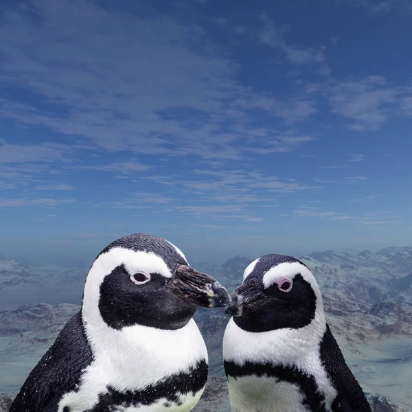 마젤란 Magellan Penguins Sphenisciformes Sphenisciformes Spheniscidae 남반구 남극에서 전적으로 서식하는 — 스톡 사진