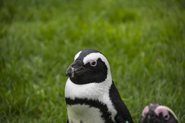 Los Pingüinos Magallanes Orden Sphenisciformes Familia Spheniscidae Son Grupo Aves — Foto de Stock