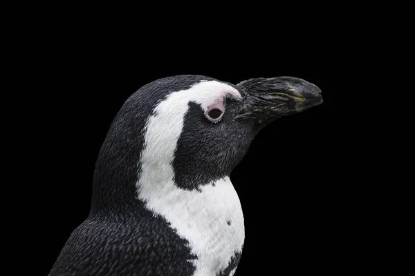 Magellan Penguins Ordning Sphenisciformes Familj Spheniscidae Grupp Vattenlevande Flyglösa Fåglar — Stockfoto