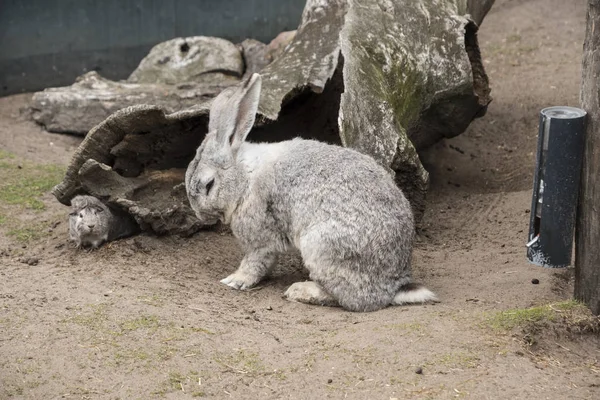 Rabbit in front of the hole in a zoo showing conceptual ideas of risk, chance, decision, hesitation, fear, explore, and inspection