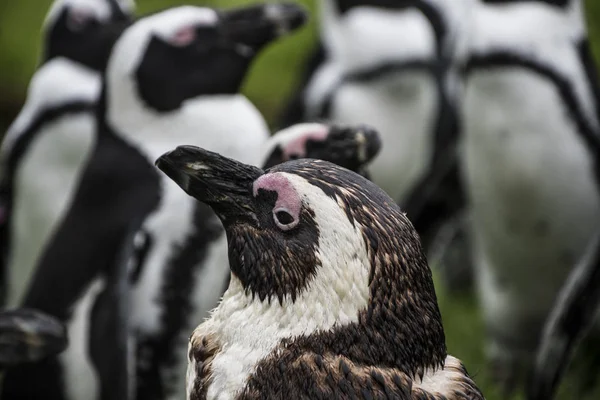 마젤란 Magellan Penguins Sphenisciformes Sphenisciformes Spheniscidae 남반구 남극에서 전적으로 서식하는 — 스톡 사진