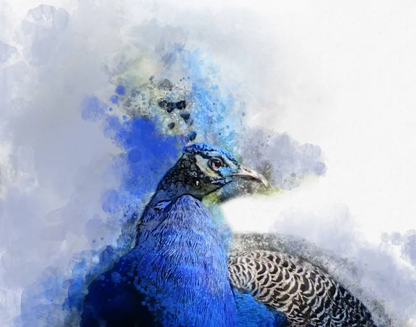 นกย าเง นกฮ าวาดด วยม สมบ แบบส าหร บการออกแบบการ ดอวยพรหร — ภาพถ่ายสต็อก