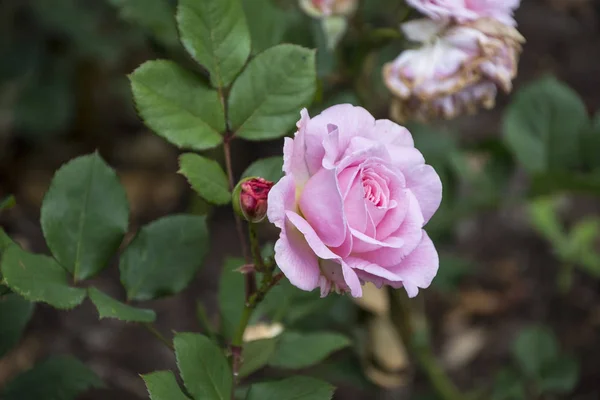 Primer Plano Flor Rosa Profundidad Campo Superficial Flor Primavera Rosa — Foto de Stock