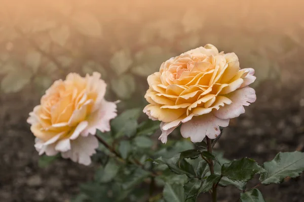Ruusu Kukka Lähikuva Matala Syvyys Kentän Kevät Kukka Keltainen Ruusu — kuvapankkivalokuva
