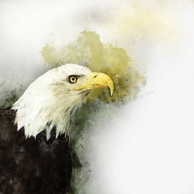 Kartal Amerika kuş suluboya resim simgesi predator