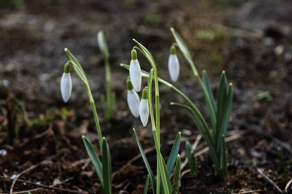 Gotas Neve Flores Primavera Belamente Florescendo Grama Pôr Sol Delicado — Fotografia de Stock