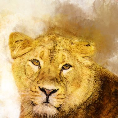 Kadın aslan, suluboya, Predator, hayvanlar, resim, yaban hayatı