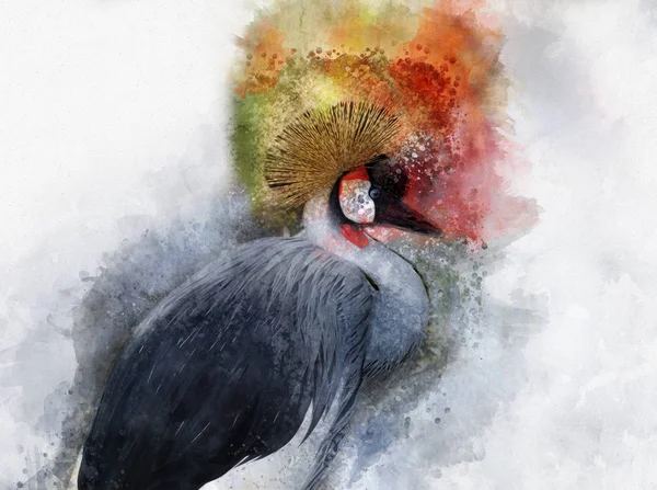 Svart Krönt Crane Balearica Pavonina Akvarell Målning — Stockfoto
