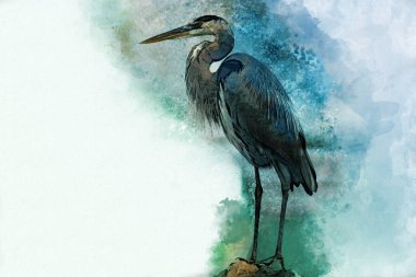 Suluboya Heron. Elle çizilmiş suluboya baykuş tasarım tebrik kartı için mükemmel veya yazdırma.
