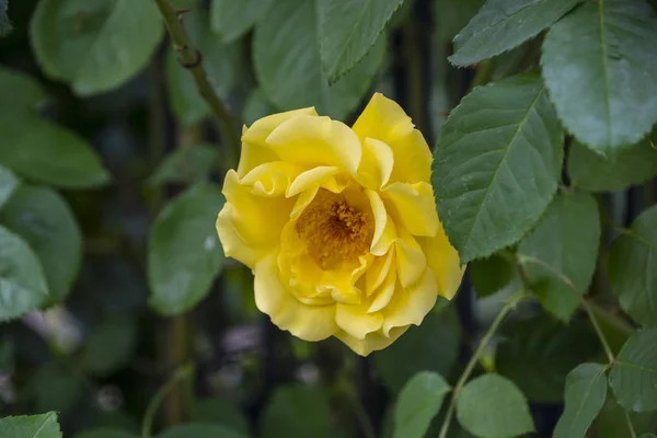 Rosenblüten Nahaufnahme Geringe Schärfentiefe Frühlingsblume Aus Gelber Rose — Stockfoto