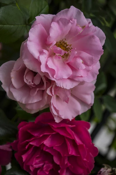 Rose Flower Closeup Shallow Depth Field Spring Flower Pink Roses — Stock Photo, Image