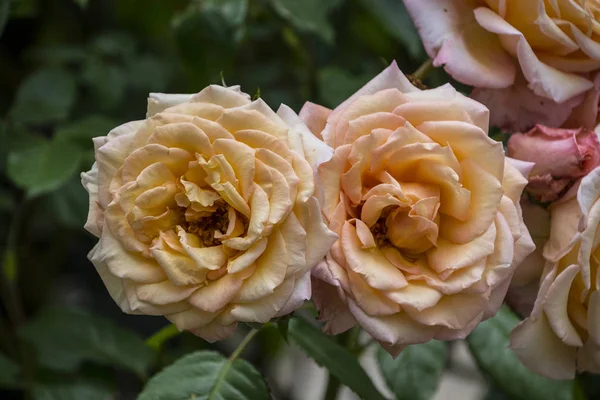 Primer Plano Flor Rosa Profundidad Campo Superficial Flor Primavera Rosas — Foto de Stock