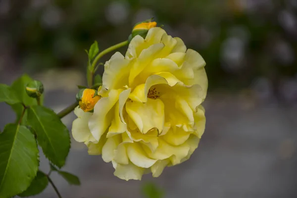 Rosenblüten Nahaufnahme Geringe Schärfentiefe Frühlingsblume Aus Gelber Rose — Stockfoto