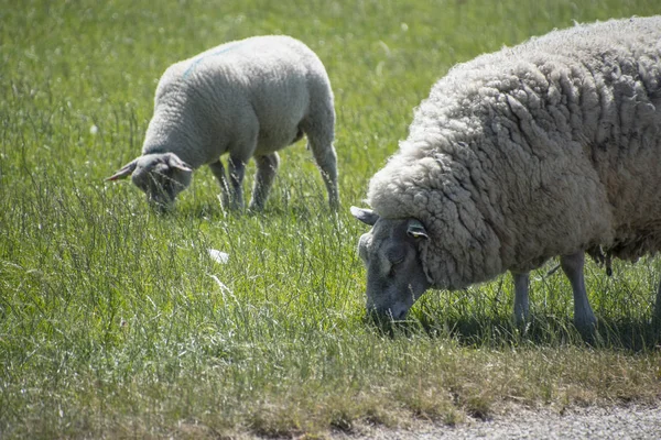 羊はオランダのテッセル島の堤防の上 — ストック写真