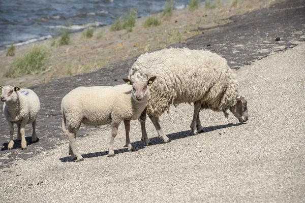 Schapen Een Dijk Texel Eiland Nederland — Stockfoto