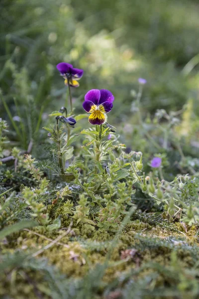 Wild pansy (viola) in the background of a green garden blurred background. Viola cornuta, horned pansy, tufted pansy.