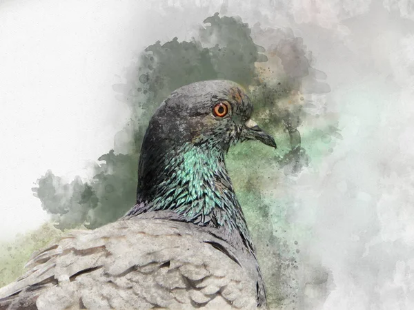 Portrait Pigeon Bird Watercolor Painting Bird Illustration — Stock Photo, Image