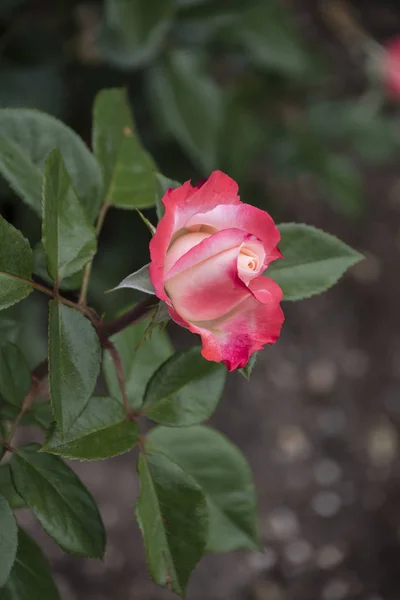 Primer Plano Flor Rosa Profundidad Campo Superficial Flor Primavera Rosa —  Fotos de Stock