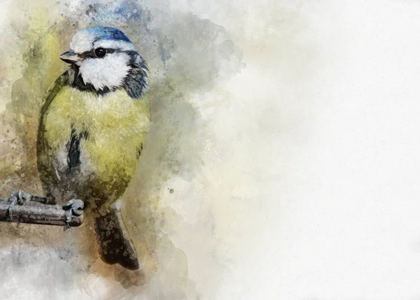 Ritratto Uccello Dalla Tetta Blu Pittura Acquerello Illustrazione Degli Uccelli — Foto Stock