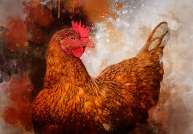 Suluboya tavuk. Suluboya horoz tasarım tebrik kartı için mükemmel veya yazdırma el çekilmiş.