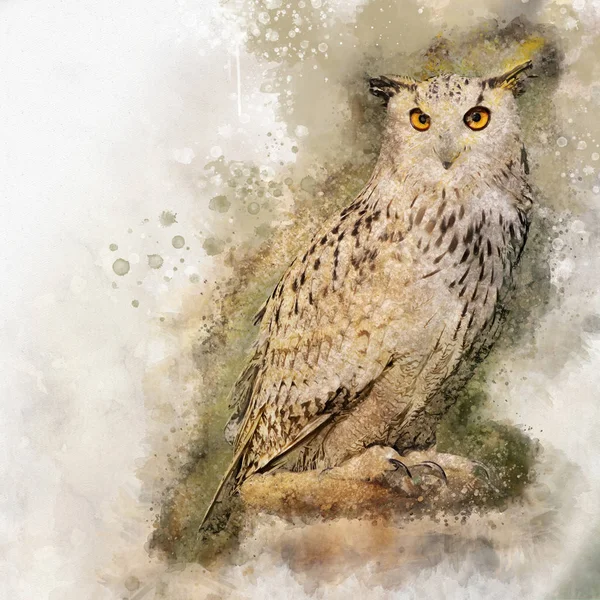 水彩猫头鹰 手绘水彩猫头鹰完美的设计贺卡或打印 — 图库照片