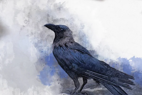 Portrait Crow Bird Watercolor Painting — Stock Photo, Image