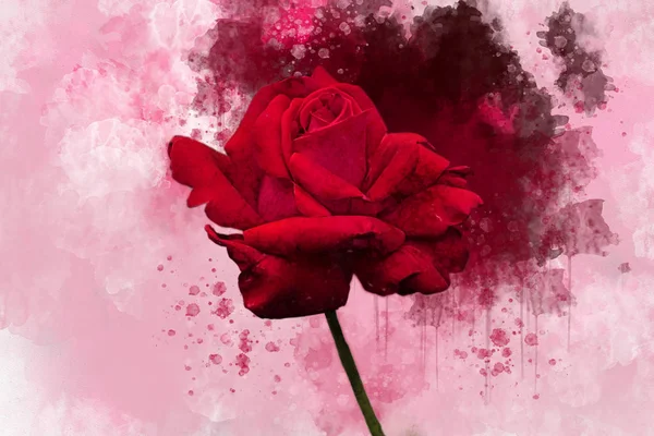 Ένα Σχέδιο Ακουαρέλας Ενός Ζωηρού Κόκκινου Τριαντάφυλλου Βοτανική Τέχνη Διακοσμητικό — Φωτογραφία Αρχείου