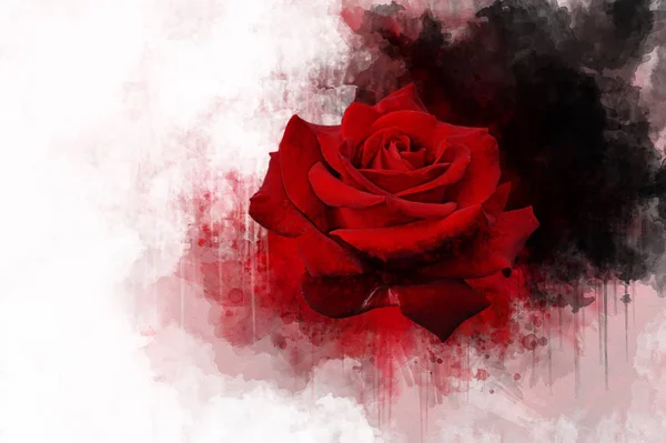 Akwarela Czerwony Róża Ręcznie Rysowane Akwarela Wiosenny Kwiat Idealny Projektowania — Zdjęcie stockowe