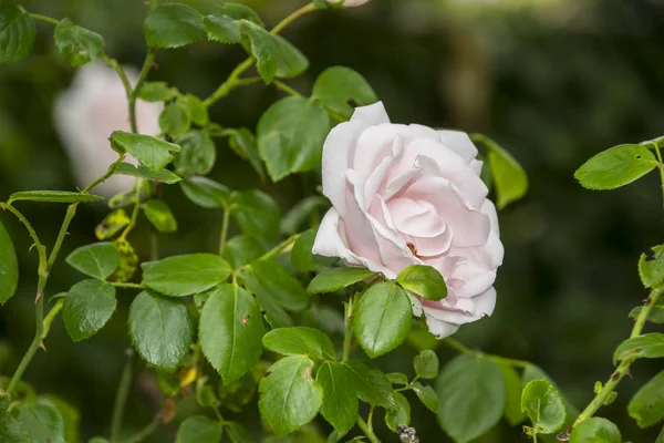 Rosenblüten Nahaufnahme Geringe Schärfentiefe Frühlingsblume Aus Weißer Rose — Stockfoto