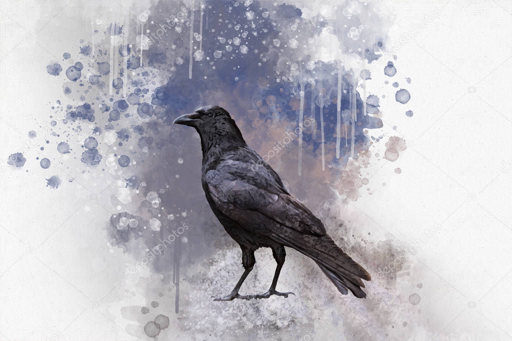 Portrait of a Crow bird, watercolor painting. Bird illustration