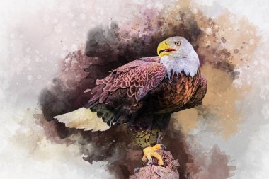 Kartal Amerika kuş suluboya resim simgesi predator