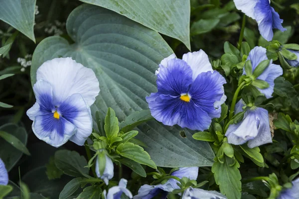 Doğa Arka Plan Mavi Homo Çiçek Alan Bahar Yaz Çiçek — Stok fotoğraf