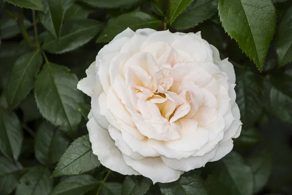 Квітка Троянди Крупним Планом Невелика Глибина Різкості Весняна Квітка Білої — стокове фото