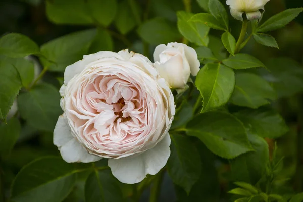 Primer Plano Flor Rosa Profundidad Campo Superficial Flor Primavera Rosa — Foto de Stock