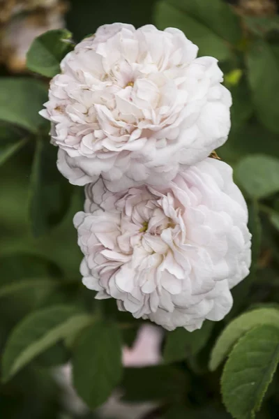 Rose Flower Closeup Shallow Depth Field Spring Flower White Rose — Stock Photo, Image