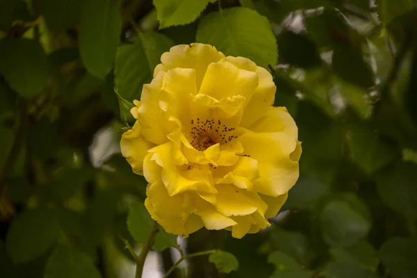 Hermosa Rosa Amarilla Grande Sobre Fondo Borroso Rosa Amarilla Arbusto —  Fotos de Stock